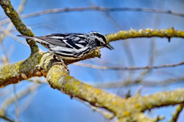 Kanada, Ontario 'da ilkbaharda siyah beyaz bülbül.