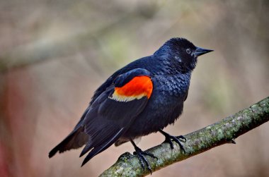 Kanada Ontario 'da ilkbaharda kırmızı kanatlı karatavuk kapanıyor.