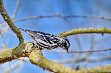 Kanada, Ontario 'da ilkbaharda siyah beyaz bülbül.