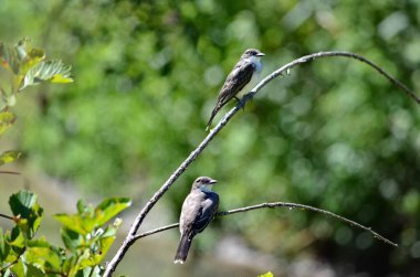 An eastern kingbird perched on a tree branch in Ontario, Canada. clipart