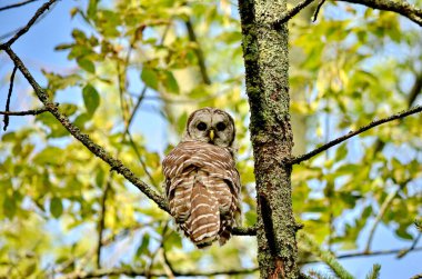 Ontario, Kanada 'da bir ağaca tünemiş baykuş.
