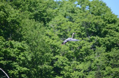 Ontario, Kanada 'daki Algonquin Park yakınlarındaki yuvalarında büyük mavi balıkçıl..