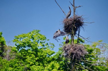 Ontario, Kanada 'daki Algonquin Park yakınlarındaki yuvalarında büyük mavi balıkçıl..