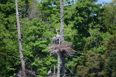 Ontario, Kanada 'daki Algonquin Park yakınlarındaki yuvalarında büyük mavi balıkçıl..