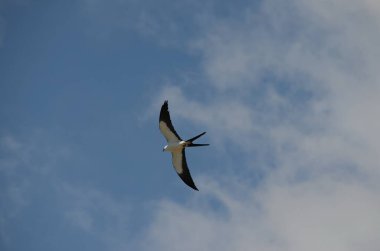 Kosta Rika 'da yuvalama malzemeleriyle uçarken Kırlangıç kuyruklu Kite