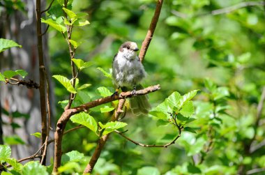 Grey Jay ya da Kanada olarak da bilinir. Vancouver Adası, BC, Kanada 'da Jay.