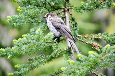 Grey Jay ya da Kanada olarak da bilinir. Vancouver Adası, BC, Kanada 'da Jay.