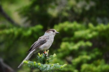 Grey Jay ya da Kanada olarak da bilinir. Vancouver Adası, BC, Kanada 'da Jay.