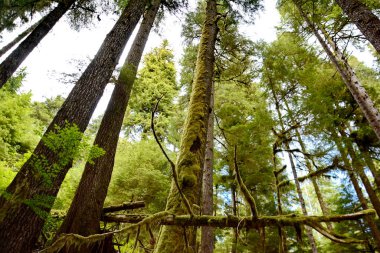 Carmanah Walbran İl Parkı, Vancouver Adası, Kanada 'daki ağaçların ve patikaların manzarası