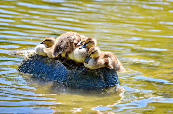 Bir kayanın üzerinde oturan ördekler Vancouver Adası, BC, Kanada.
