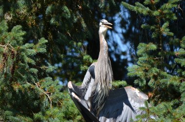 Büyük mavi balıkçıl serinlemek için kanatlarını tutar, vücut sıcaklığını düzenler, BC, Kanada