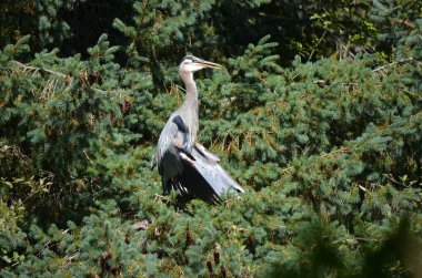 Büyük mavi balıkçıl serinlemek için kanatlarını tutar, vücut sıcaklığını düzenler, BC, Kanada