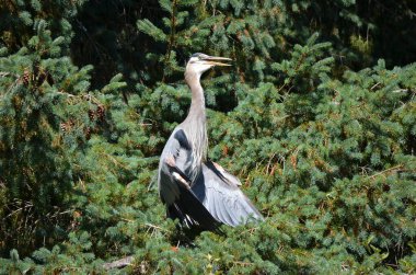 Büyük mavi balıkçıl serinlemek için kanatlarını tutar, vücut sıcaklığını düzenler, BC, Kanada