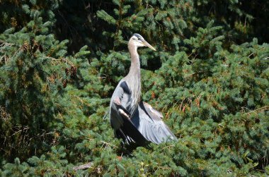 Büyük mavi balıkçıl serinlemek için kanatlarını tutar, vücut sıcaklığını düzenler, BC, Kanada