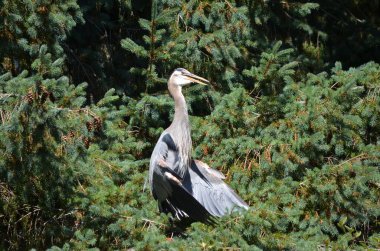 Büyük mavi balıkçıl serinlemek için kanatlarını tutar, vücut sıcaklığını düzenler, BC, Kanada