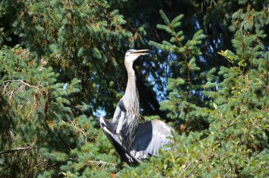Büyük mavi balıkçıl serinlemek için kanatlarını tutar, vücut sıcaklığını düzenler, BC, Kanada