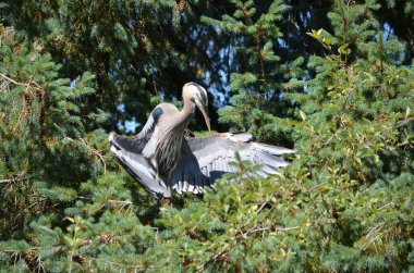 Büyük mavi balıkçıl serinlemek için kanatlarını tutar, vücut sıcaklığını düzenler, BC, Kanada