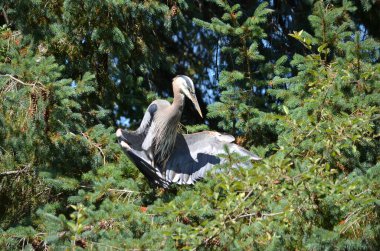 Büyük mavi balıkçıl serinlemek için kanatlarını tutar, vücut sıcaklığını düzenler, BC, Kanada