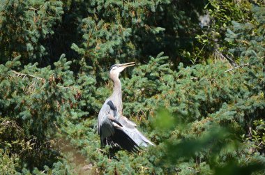 Büyük mavi balıkçıl serinlemek için kanatlarını tutar, vücut sıcaklığını düzenler, BC, Kanada