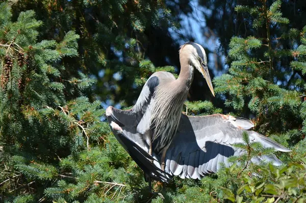 Büyük mavi balıkçıl serinlemek için kanatlarını tutar, vücut sıcaklığını düzenler, BC, Kanada