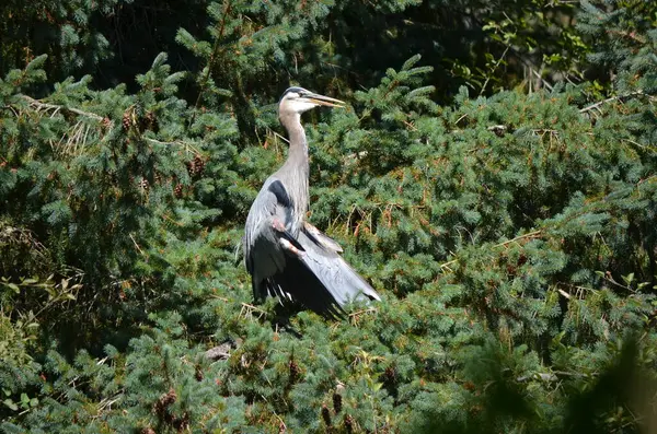 Büyük mavi balıkçıl serinlemek için kanatlarını tutar, vücut sıcaklığını düzenler, BC, Kanada