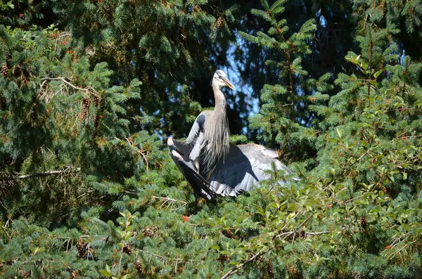 Büyük mavi balıkçıl serinlemek için kanatlarını tutar, vücut sıcaklığını düzenler, BC, Kanada