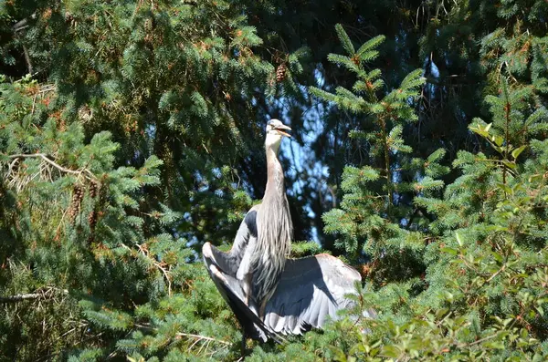 Büyük mavi balıkçıl serinlemek için kanatlarını tutar, vücut sıcaklığını düzenler, BC, Kanada