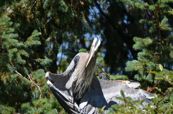 Büyük mavi balıkçıl serinlemek için kanatlarını tutar, vücut sıcaklığını düzenler, BC, Kanada