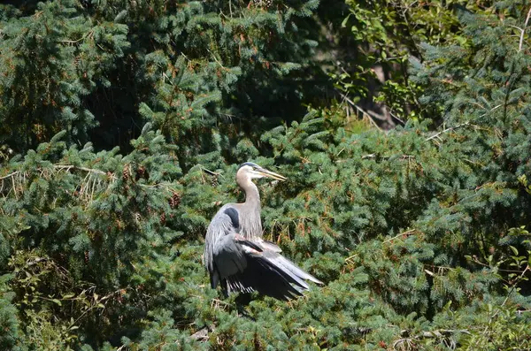 Büyük mavi balıkçıl serinlemek için kanatlarını tutar, vücut sıcaklığını düzenler, BC, Kanada
