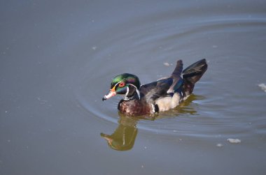 George C. Reifel Göçmen Kuş Sığınağı 'ndaki orman ördeği Delta, British Columbia, Kanada.