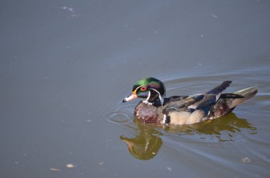 George C. Reifel Göçmen Kuş Sığınağı 'ndaki orman ördeği Delta, British Columbia, Kanada.