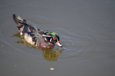 George C. Reifel Göçmen Kuş Sığınağı 'ndaki orman ördeği Delta, British Columbia, Kanada.