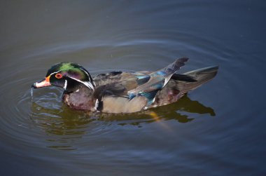 George C. Reifel Göçmen Kuş Sığınağı 'ndaki orman ördeği Delta, British Columbia, Kanada.
