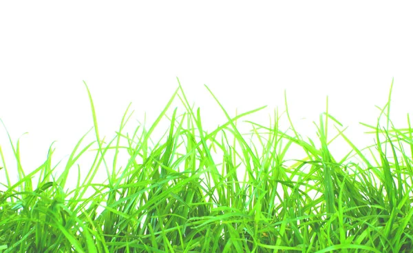 Fondo Hierba Verde Fresca — Foto de Stock