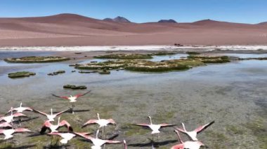 Şili 'deki Atacama Çölü. Atacama, Calama, Antofagasta, çöl ve Salar 'daki doğal yaşam alanındaki pembe flamingoların hava görüntüsü.