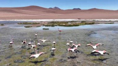Şili 'deki Atacama Çölü. Atacama, Calama, Antofagasta, çöl ve Salar 'daki doğal yaşam alanındaki pembe flamingoların hava görüntüsü.