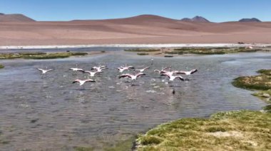 Şili 'deki Atacama Çölü. Atacama, Calama, Antofagasta, çöl ve Salar 'daki doğal yaşam alanındaki pembe flamingoların hava görüntüsü.