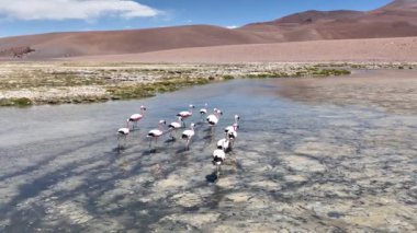 Şili 'deki Atacama Çölü. Atacama, Calama, Antofagasta, çöl ve Salar 'daki doğal yaşam alanındaki pembe flamingoların hava görüntüsü.