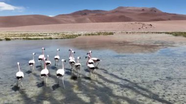 Şili 'deki Atacama Çölü. Atacama, Calama, Antofagasta, çöl ve Salar 'daki doğal yaşam alanındaki pembe flamingoların hava görüntüsü.