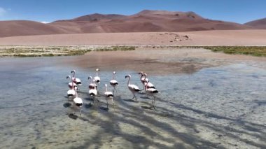 Şili 'deki Atacama Çölü. Atacama, Calama, Antofagasta, çöl ve Salar 'daki doğal yaşam alanındaki pembe flamingoların hava görüntüsü.
