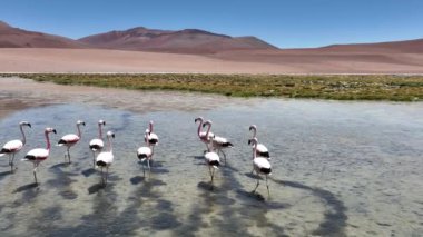 Şili 'deki Atacama Çölü. Atacama, Calama, Antofagasta, çöl ve Salar 'daki doğal yaşam alanındaki pembe flamingoların hava görüntüsü.
