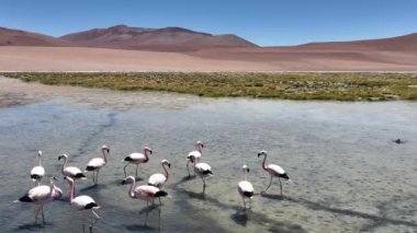 Şili 'deki Atacama Çölü. Atacama, Calama, Antofagasta, çöl ve Salar 'daki doğal yaşam alanındaki pembe flamingoların hava görüntüsü.