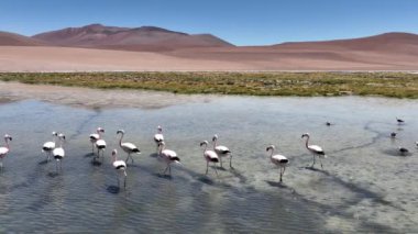 Şili 'deki Atacama Çölü. Atacama, Calama, Antofagasta, çöl ve Salar 'daki doğal yaşam alanındaki pembe flamingoların hava görüntüsü.