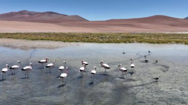 Şili 'deki Atacama Çölü. Atacama, Calama, Antofagasta, çöl ve Salar 'daki doğal yaşam alanındaki pembe flamingoların hava görüntüsü.