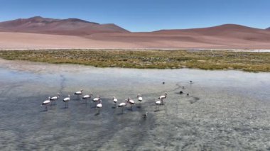 Şili 'deki Atacama Çölü. Atacama, Calama, Antofagasta, çöl ve Salar 'daki doğal yaşam alanındaki pembe flamingoların hava görüntüsü.