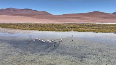 Şili 'deki Atacama Çölü. Atacama, Calama, Antofagasta, çöl ve Salar 'daki doğal yaşam alanındaki pembe flamingoların hava görüntüsü.