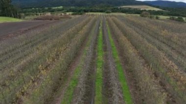 Kuru elma çiftliği. Elma ağacının havadan görünüşü. Tarım sektörü.