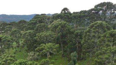 Urubici, Santa Catarina, Brezilya 'da. Hava görünümü.