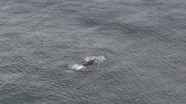 Baleia Franca, Brezilya 'nın Florianopolis şehrinde yaşayan Brezilyalı bir balina. Hava görünümü.
