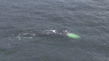 Baleia Franca, Brezilya 'nın Florianopolis şehrinde yaşayan Brezilyalı bir balina. Hava görünümü.